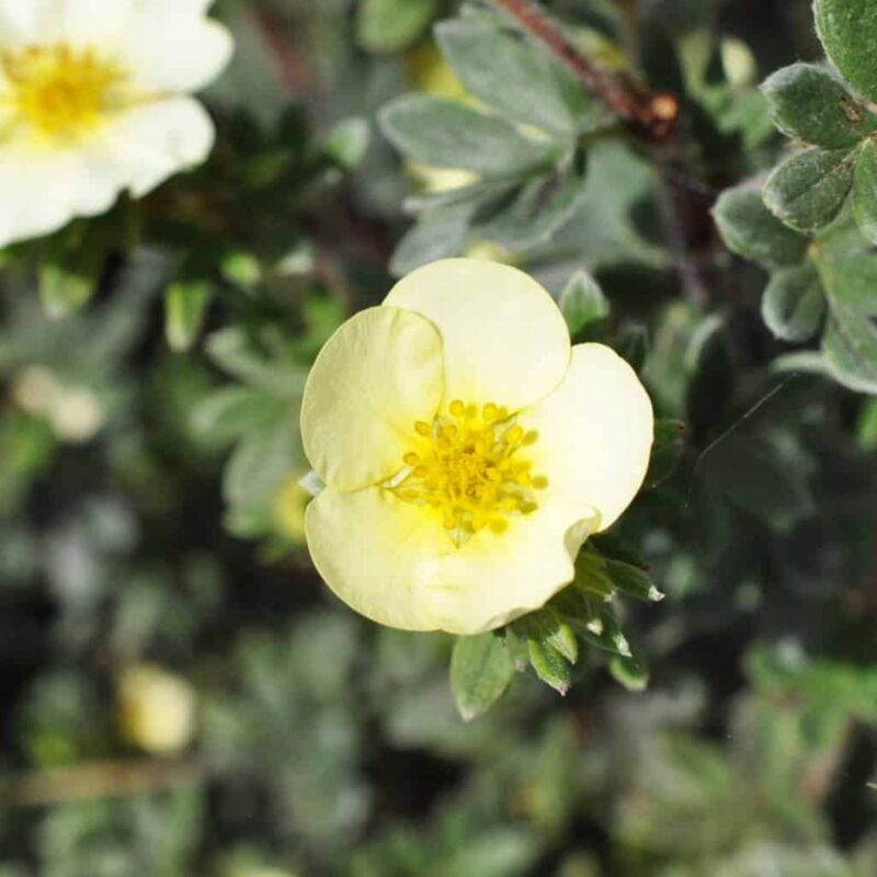 Potentilla fruticosa 'Primrose Beauty' 10-15 cm